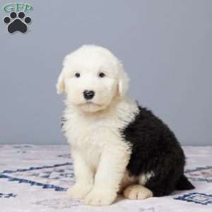 Austin, Old English Sheepdog Puppy
